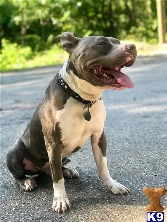 American Pit Bull stud dog: a american pit bull dog sitting on the ground