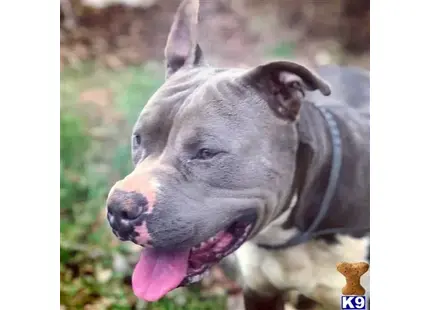 American Pit Bull stud dog: a american pit bull dog with its tongue out