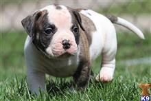 american bulldog puppy posted by americ22