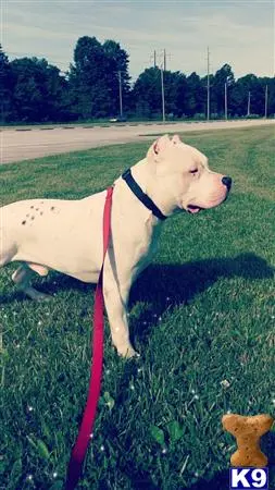 American Bully stud dog