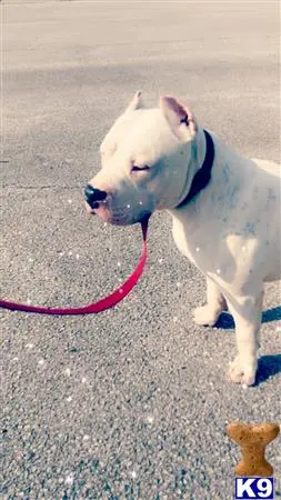 American Bully stud dog