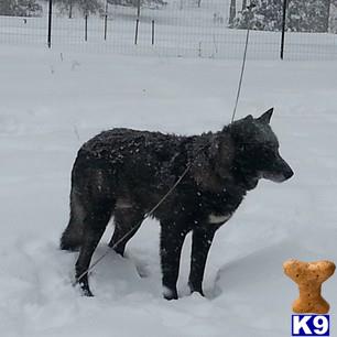 wolf dog puppy posted by americanlegend