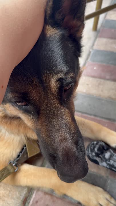 German Shepherd stud dog video