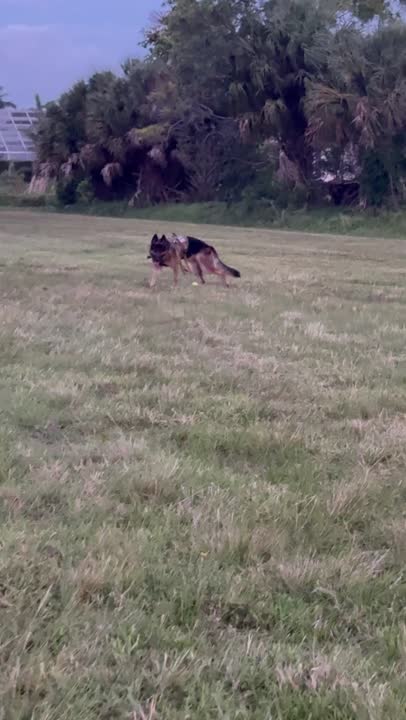 German Shepherd stud dog