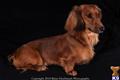 Dachshund stud dog: Long-haired red Dachshund sitting gracefully against a dark background