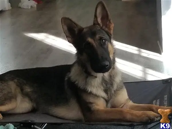 German Shepherd female dog