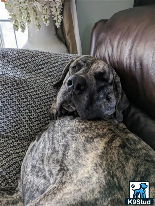 Mixed Breed