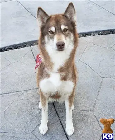 Siberian Husky female dog