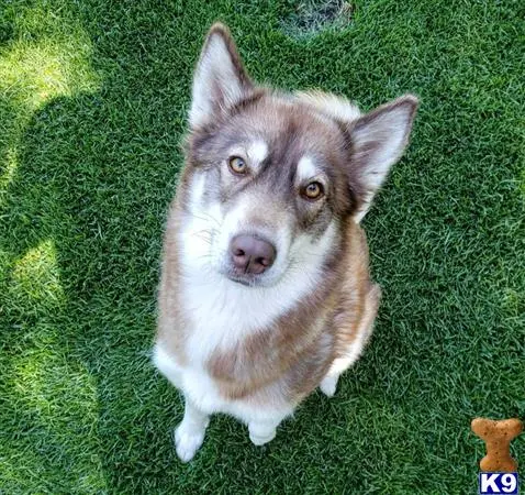 Siberian Husky female dog