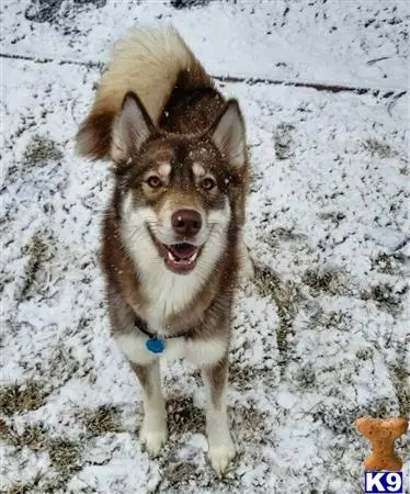 Siberian Husky female dog