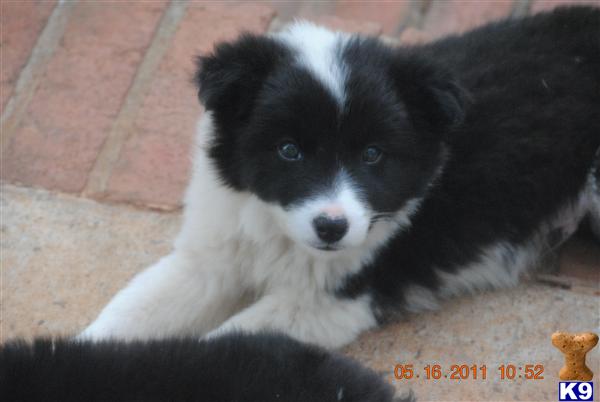 miniature border collie puppies for sale border collie puppy for sale mini border collie puppies 7 years miniature border collie puppies for sale border collie puppy for sale mini border collie puppies 7 years