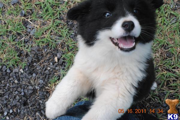 miniature border collie puppies border collie puppy for sale mini border collie puppies 7 years miniature border collie puppies border collie puppy for sale mini border collie puppies 7 years