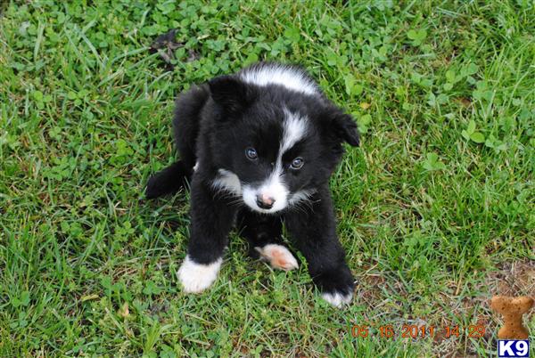 miniature border collie puppies for sale border collie puppy for sale mini border collie puppies 7 years miniature border collie puppies for sale border collie puppy for sale mini border collie puppies 7 years