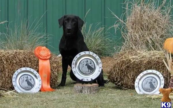 Labrador Retriever