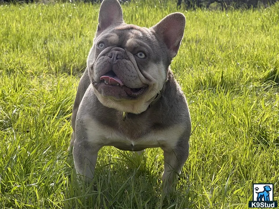 French Bulldog stud dog