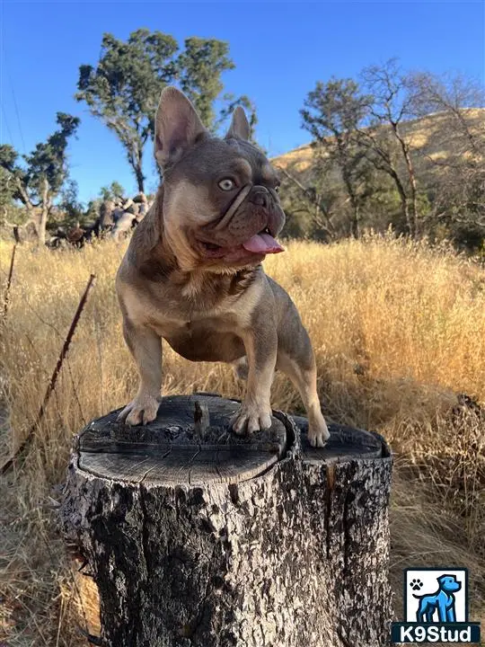 French Bulldog stud dog