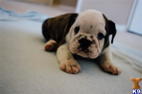 English Bulldog puppy for sale