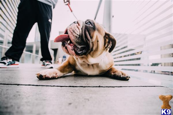 English Bulldog dog