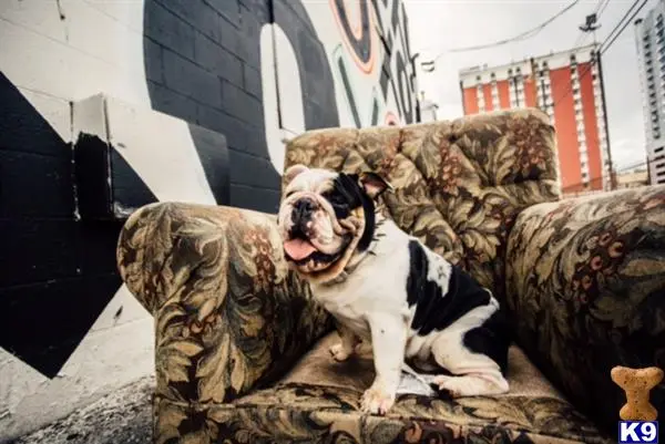 English Bulldog stud dog