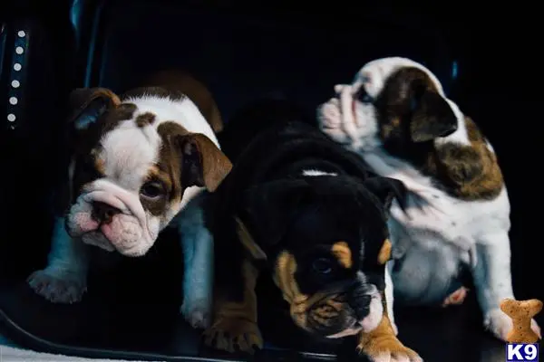 English Bulldog puppy for sale