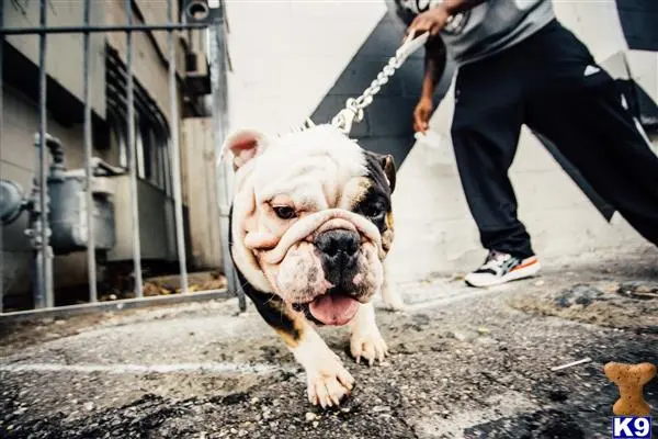 English Bulldog stud dog