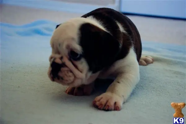 English Bulldog puppy for sale