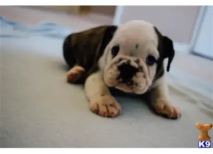 English Bulldog