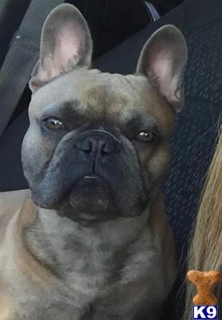 a french bulldog dog with a hat