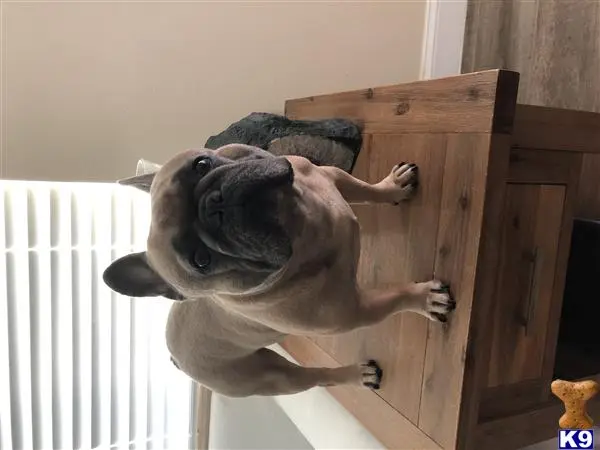 French Bulldog stud dog: a french bulldog dog standing on a wood floor