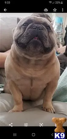 French Bulldog stud dog: a french bulldog dog with a wig