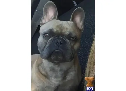 French Bulldog stud dog: a french bulldog dog with a hat