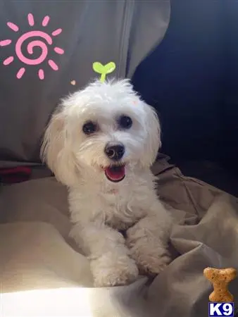 Maltese female dog