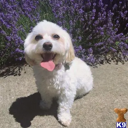 Maltese female dog