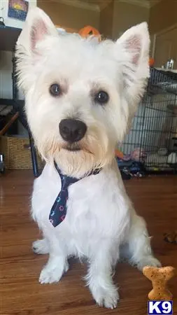 West Highland White Terrier stud dog