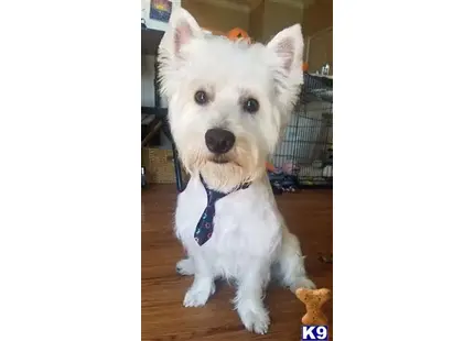 West Highland White Terrier