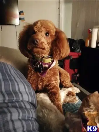 Poodle female dog