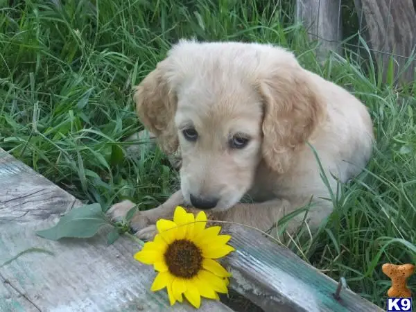 Goldendoodles stud dog