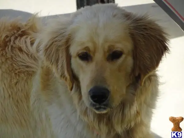 Goldendoodles stud dog