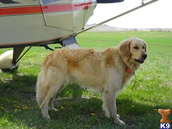 Goldendoodles stud dog