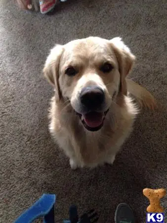 Golden Retriever stud dog