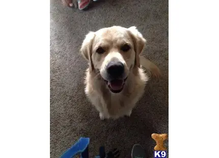 Golden Retriever