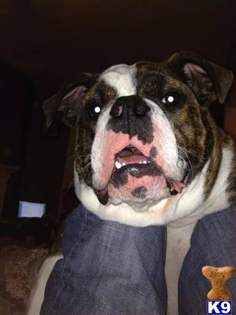 Valley Bulldog stud dog