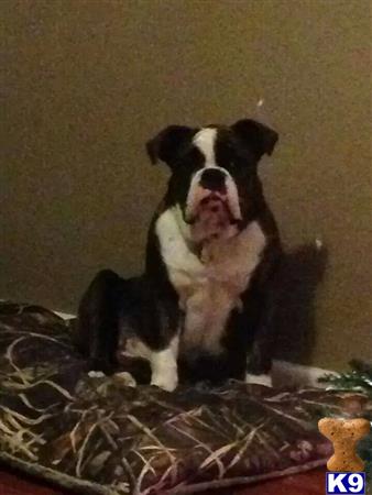 Valley Bulldog stud dog