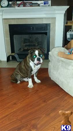 Valley Bulldog stud dog