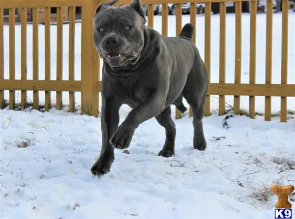 Cane Corso stud dog