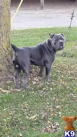 Cane Corso stud dog