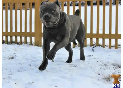 Cane Corso