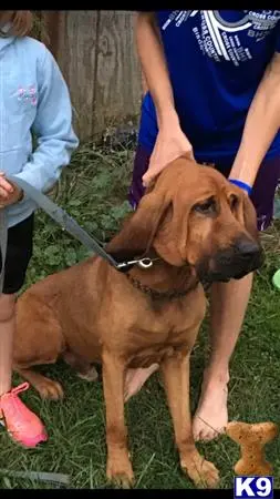 Bloodhound stud dog