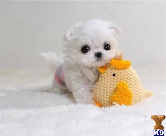 Maltese