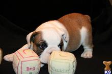 bulldog puppy posted by amytyler54